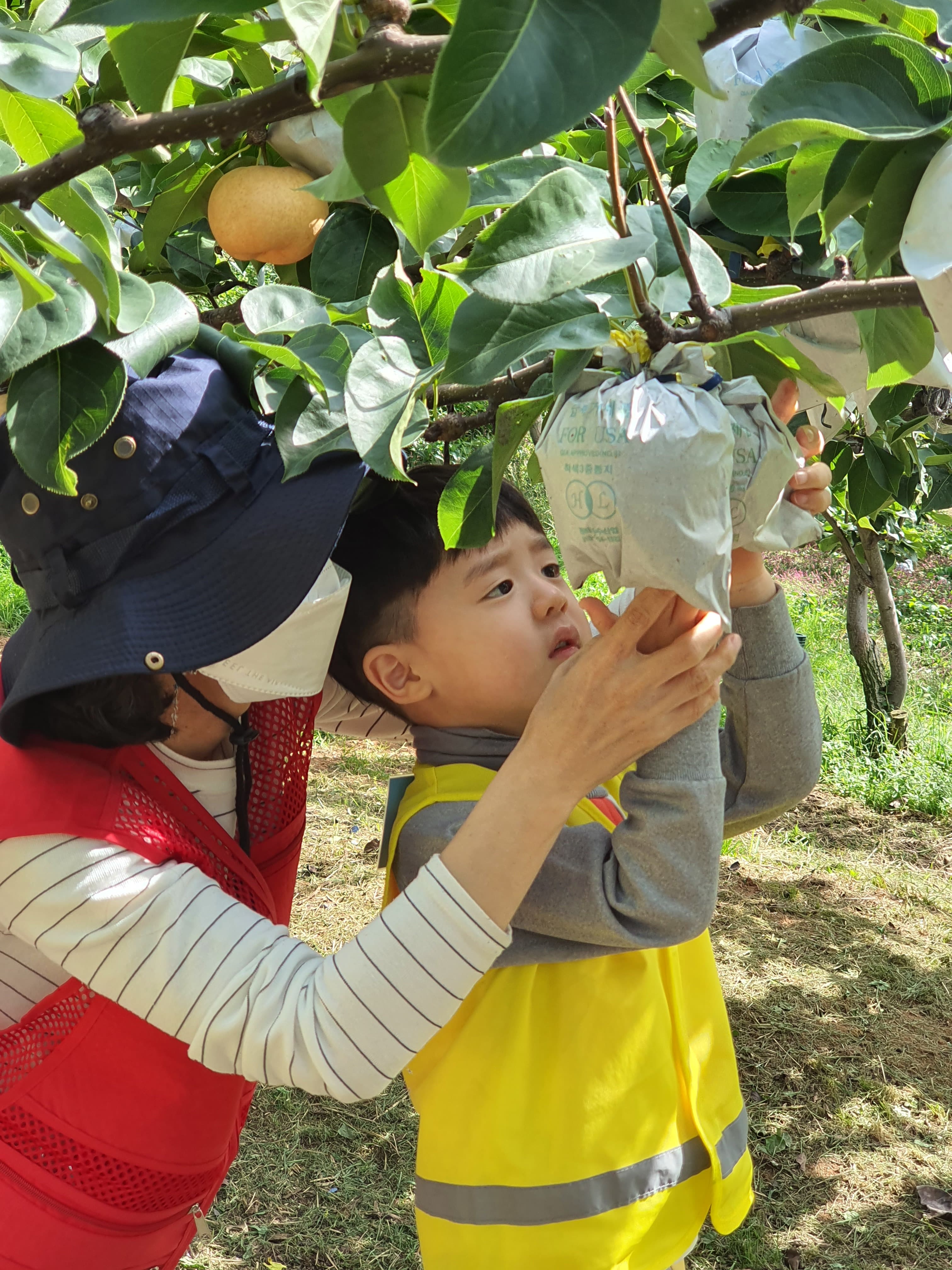 배 따기 체험 이미지 1