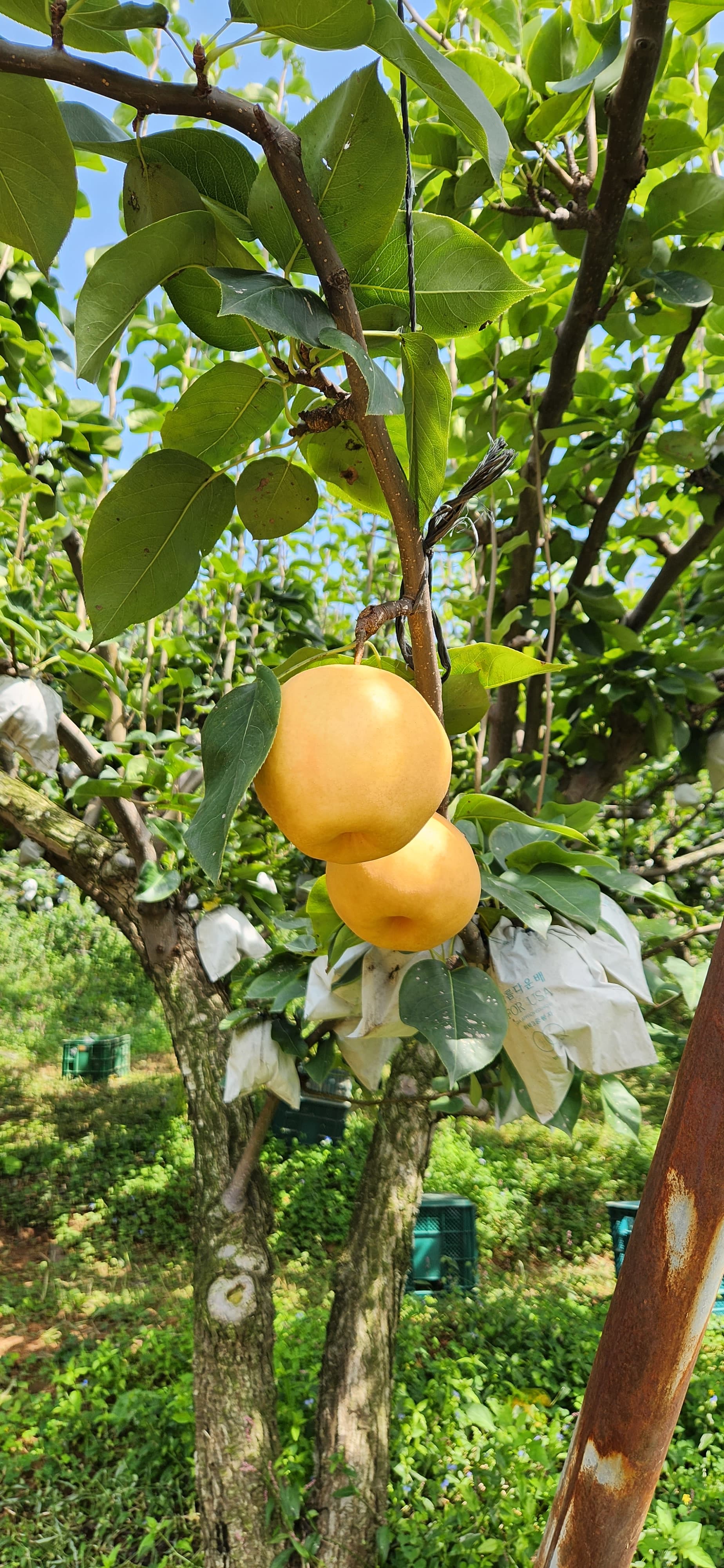 배 따기 체험 이미지 10