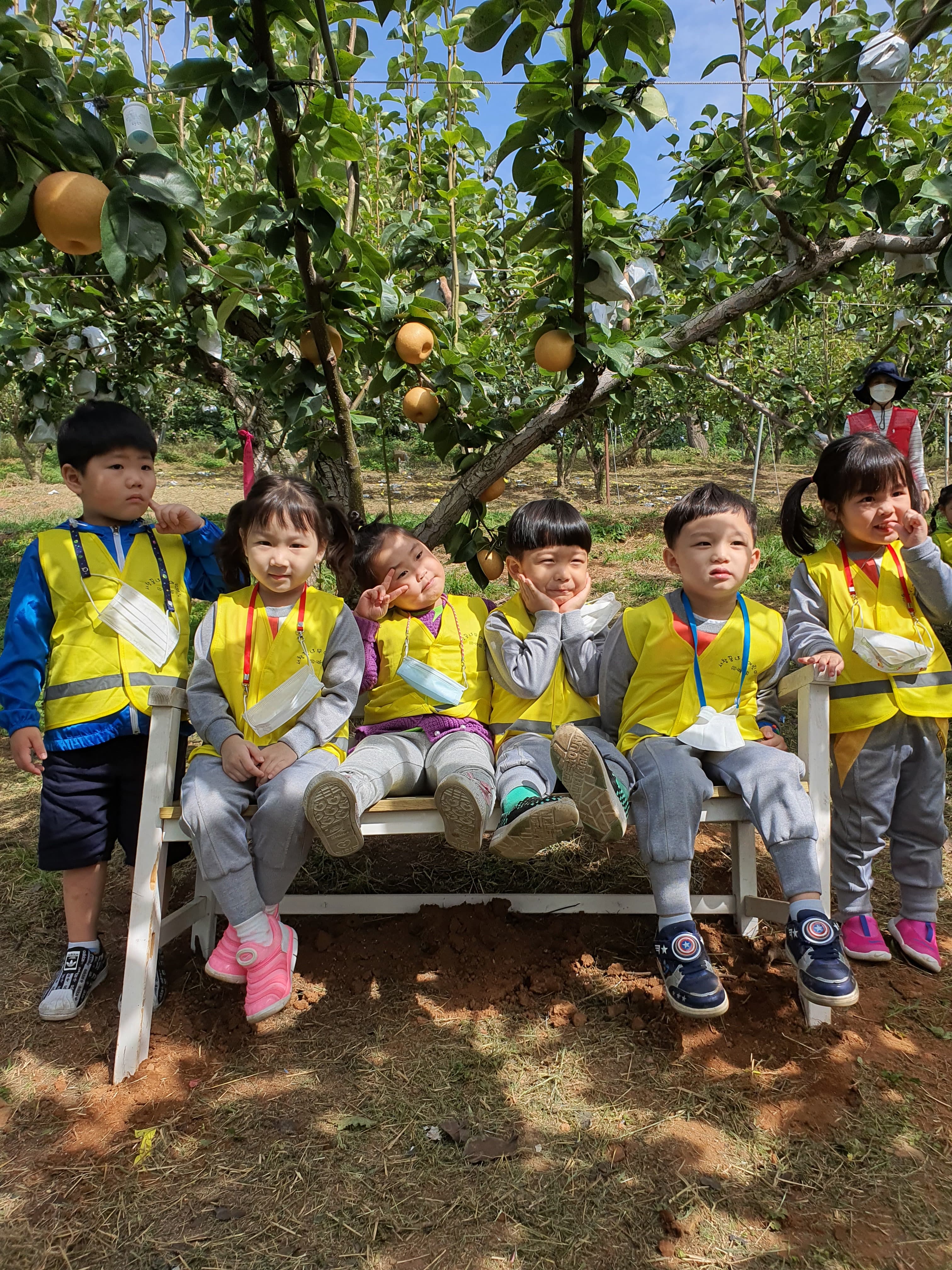 배 따기 체험 이미지 11