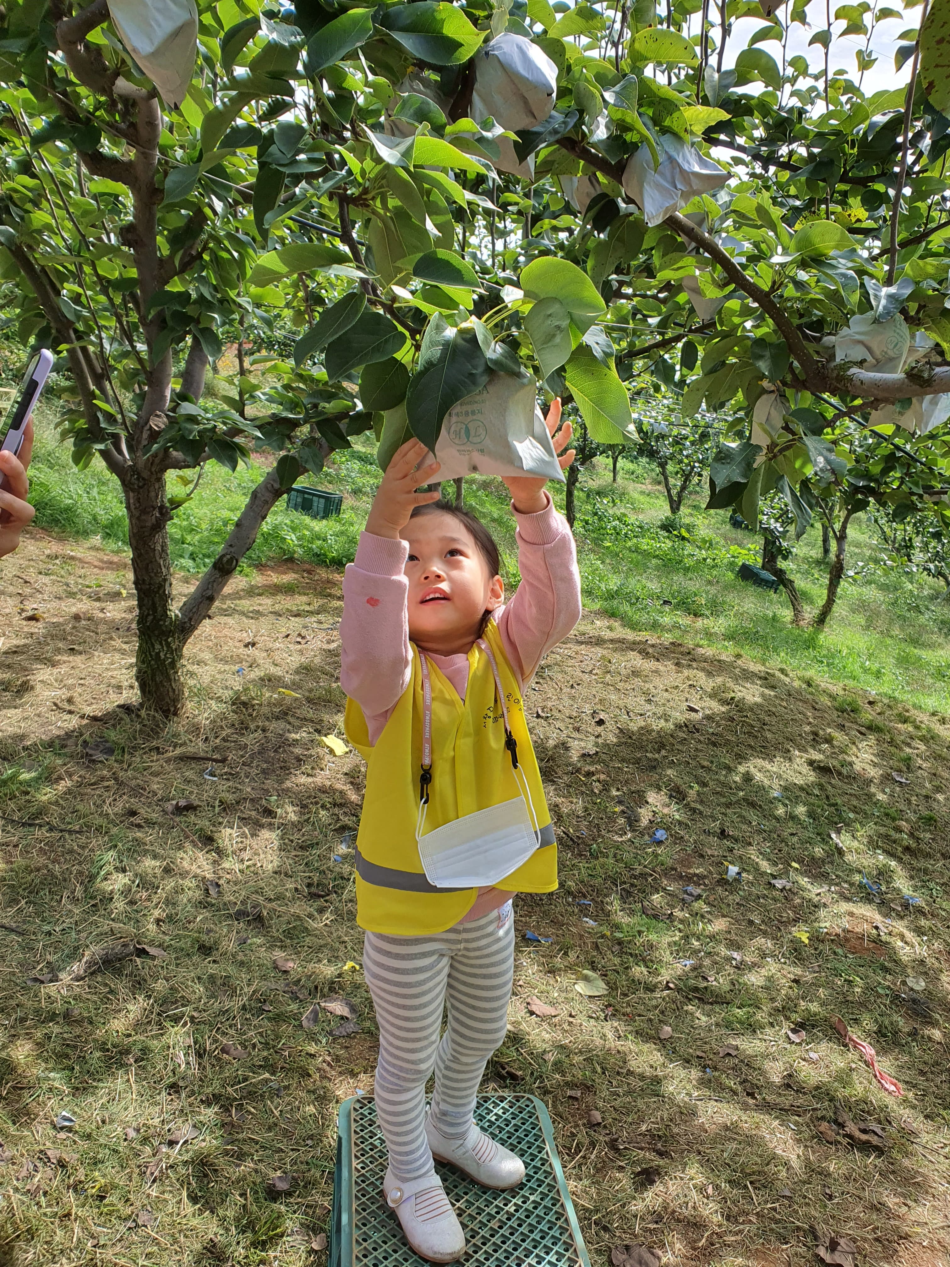 배 따기 체험 이미지 2