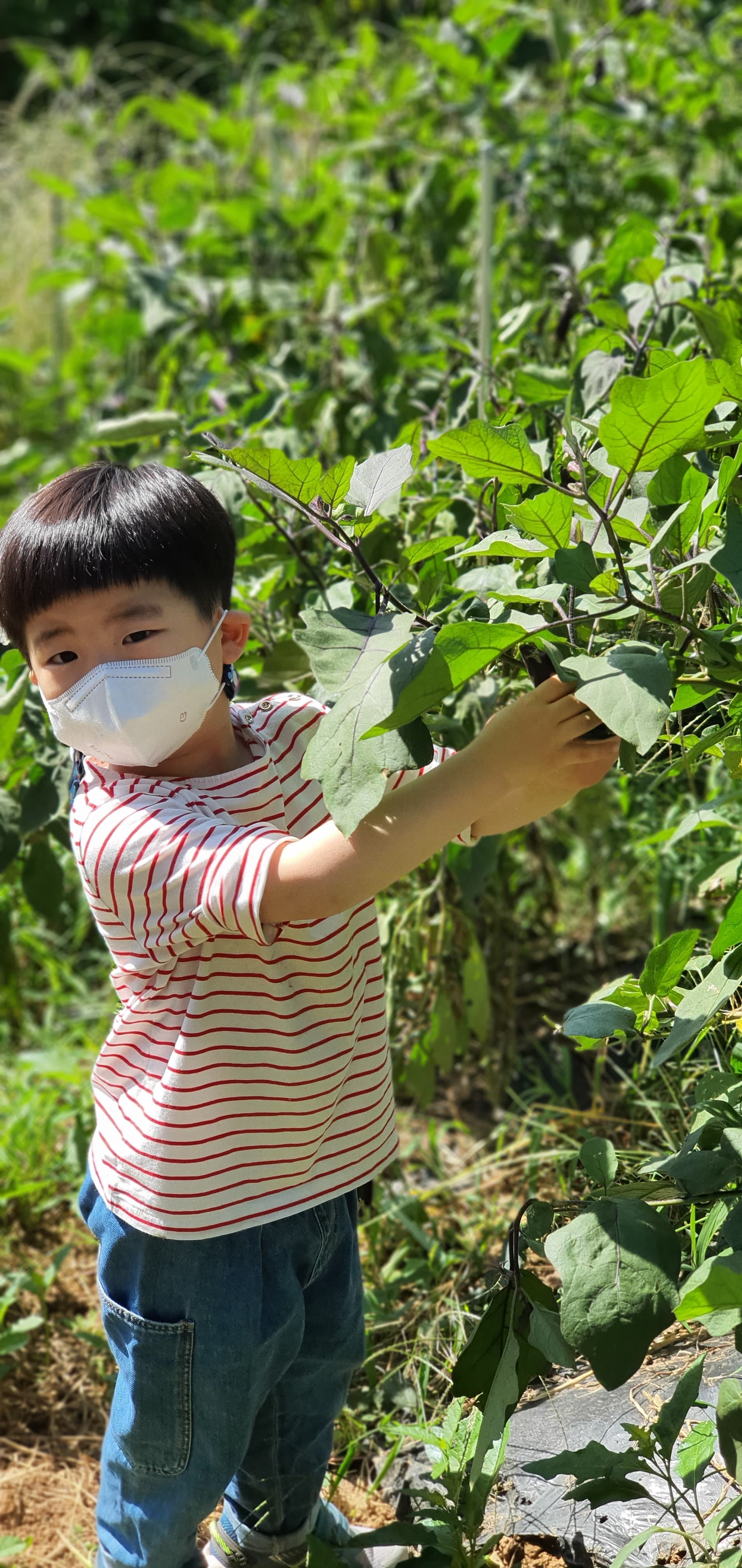 배 따기 체험 이미지 3