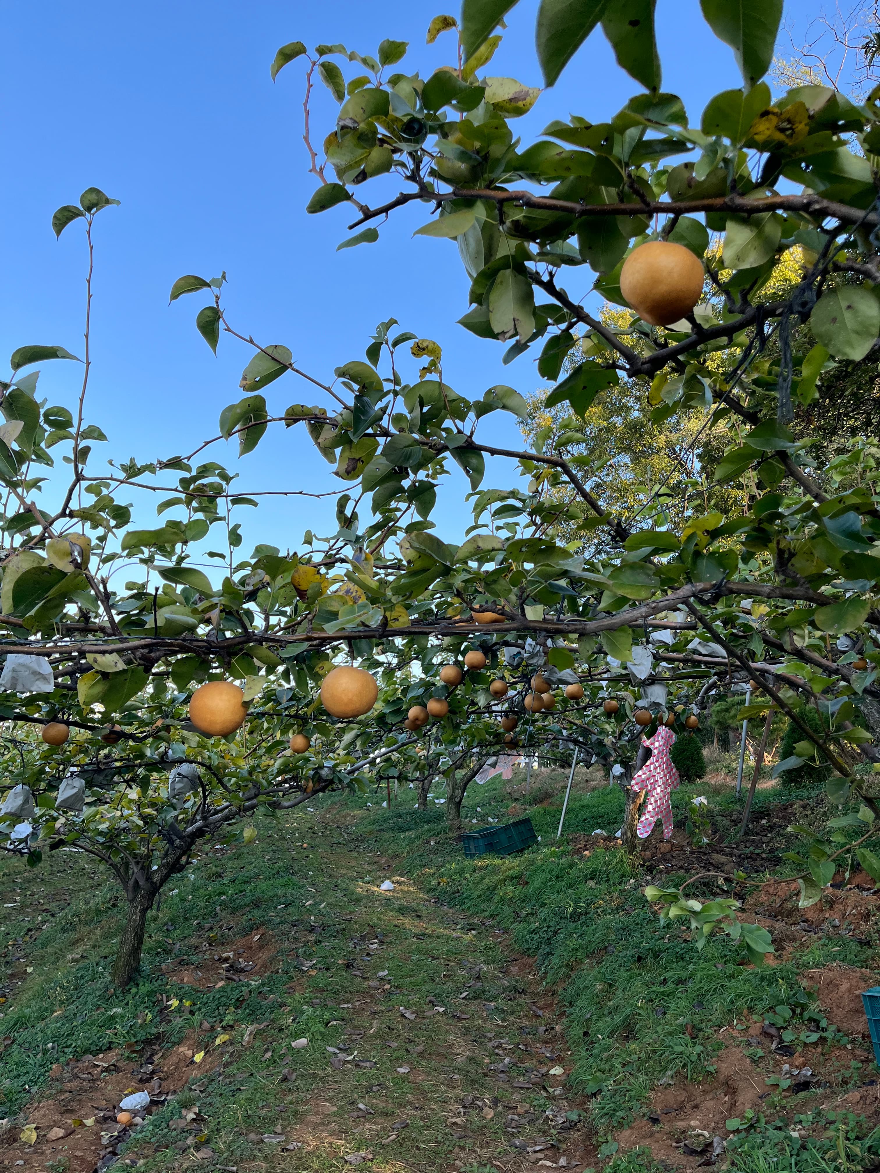 배 따기 체험 이미지 4