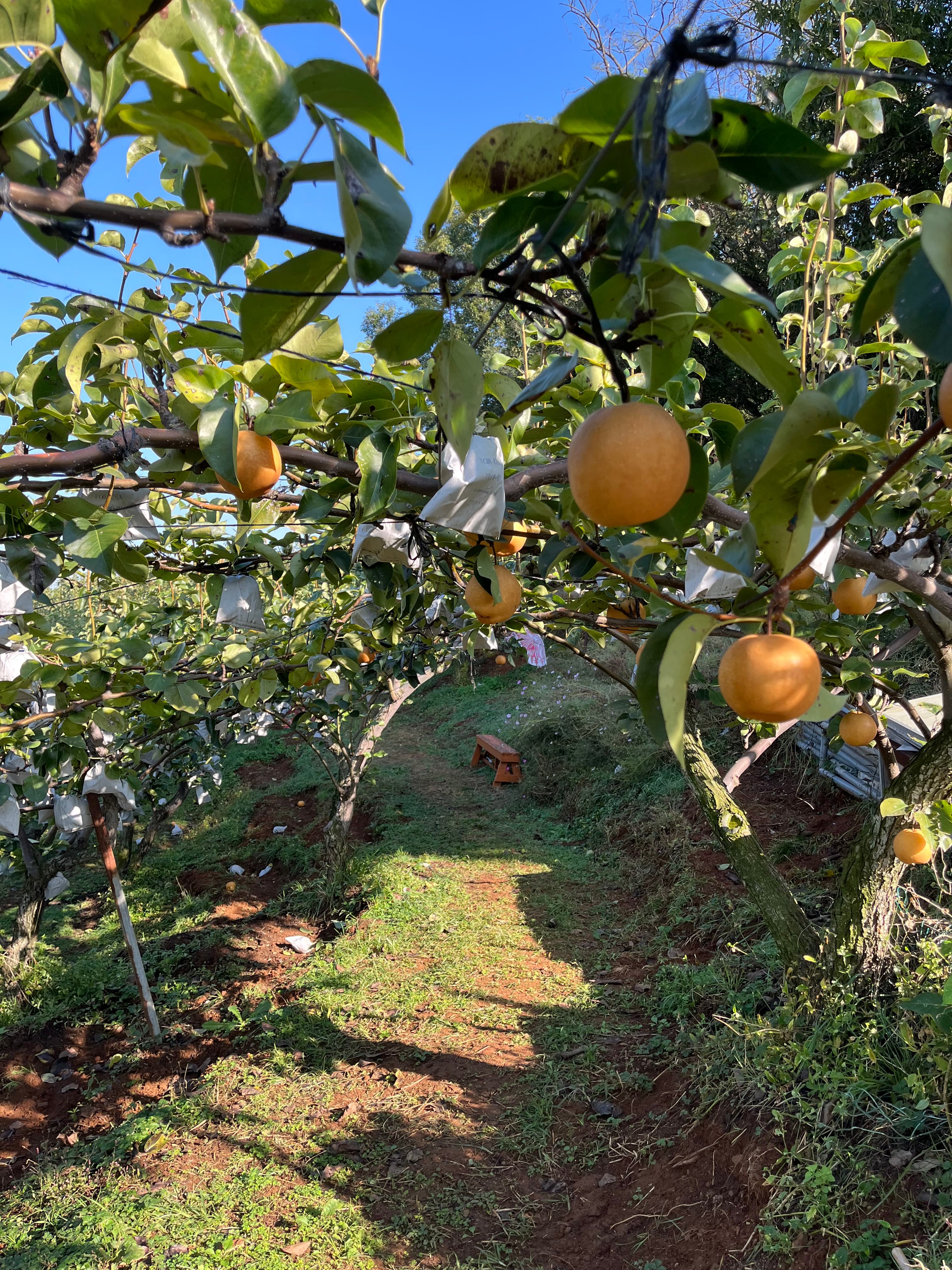 배 따기 체험 이미지 5