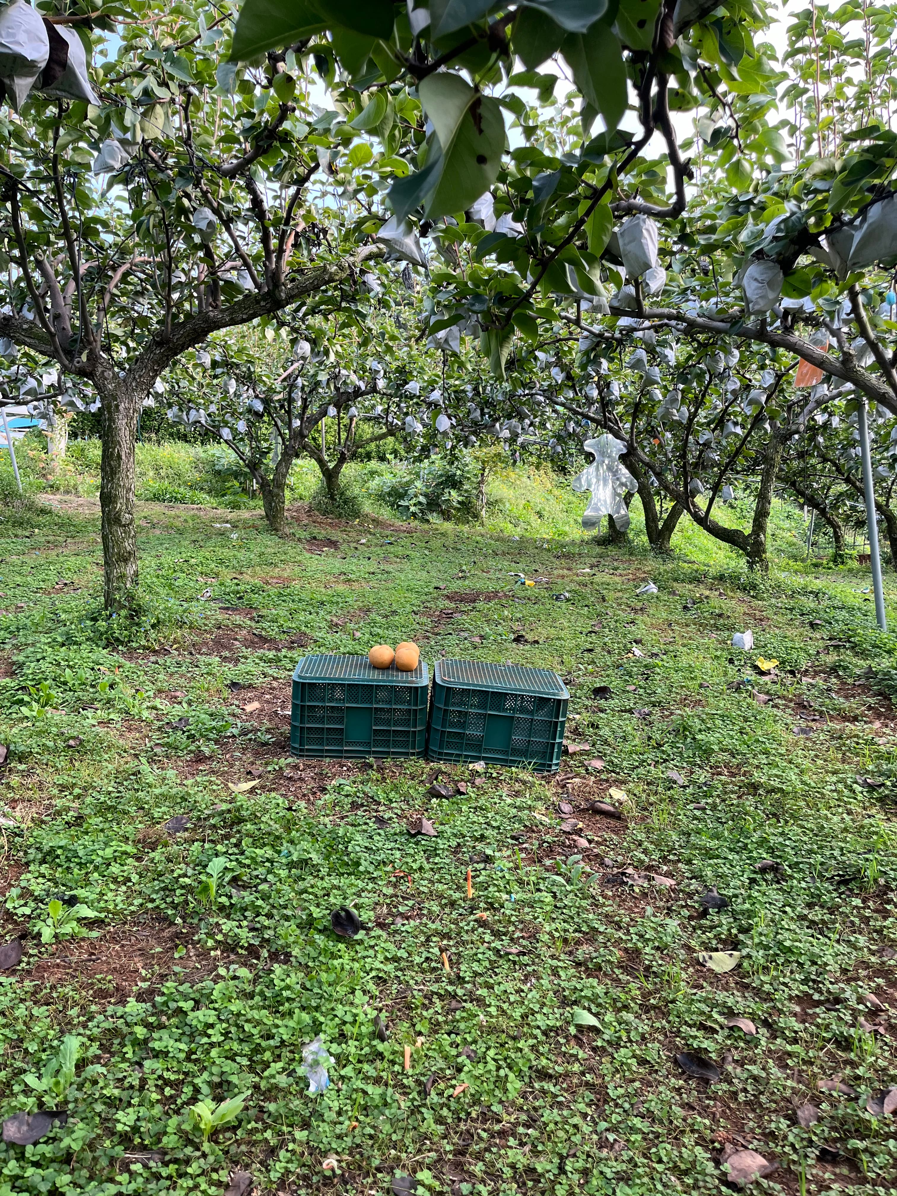 배 따기 체험 이미지 6