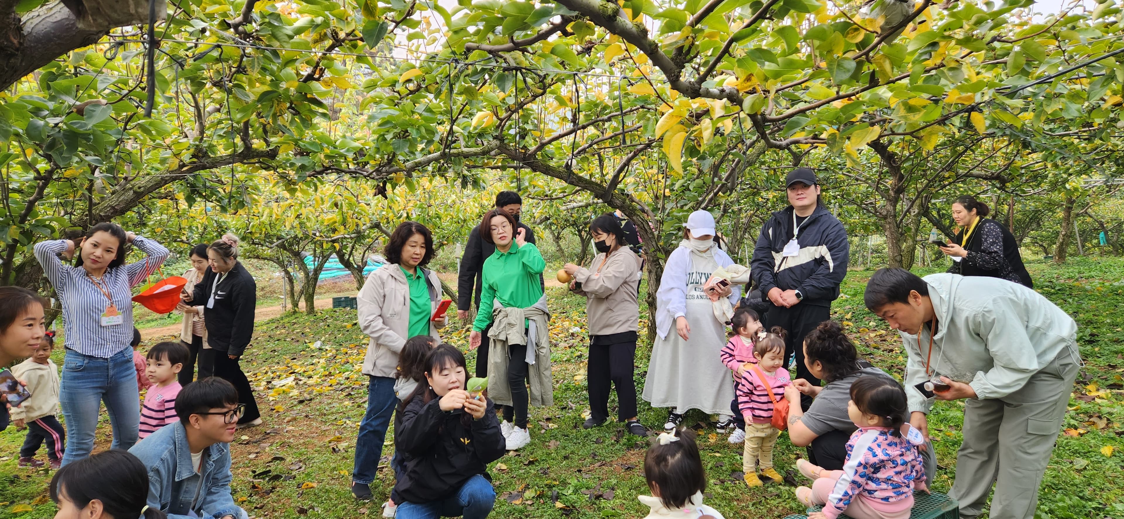 배 따기 체험 이미지 7