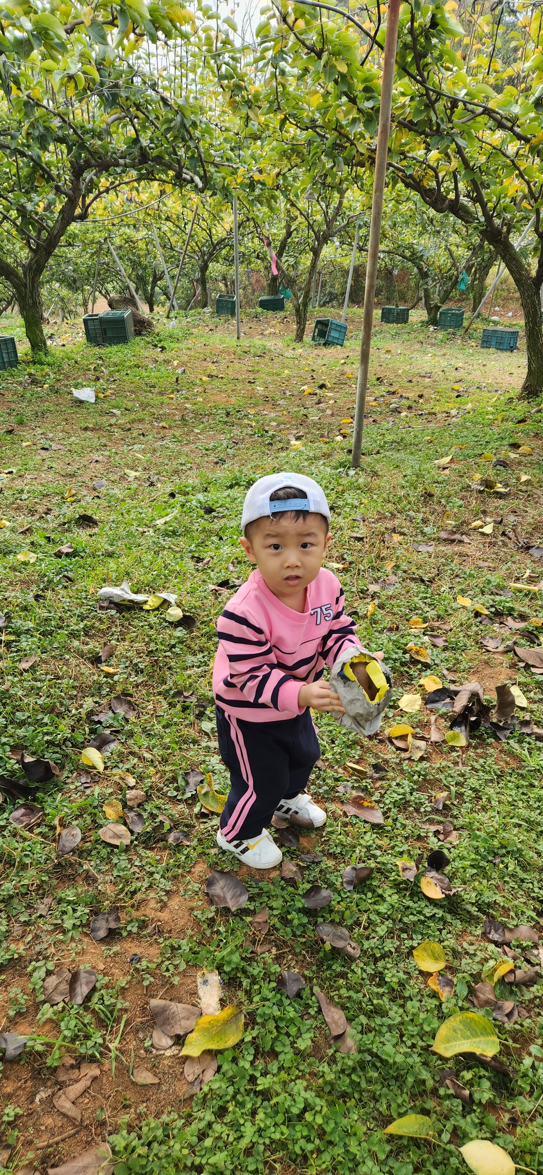 배 따기 체험 이미지 8