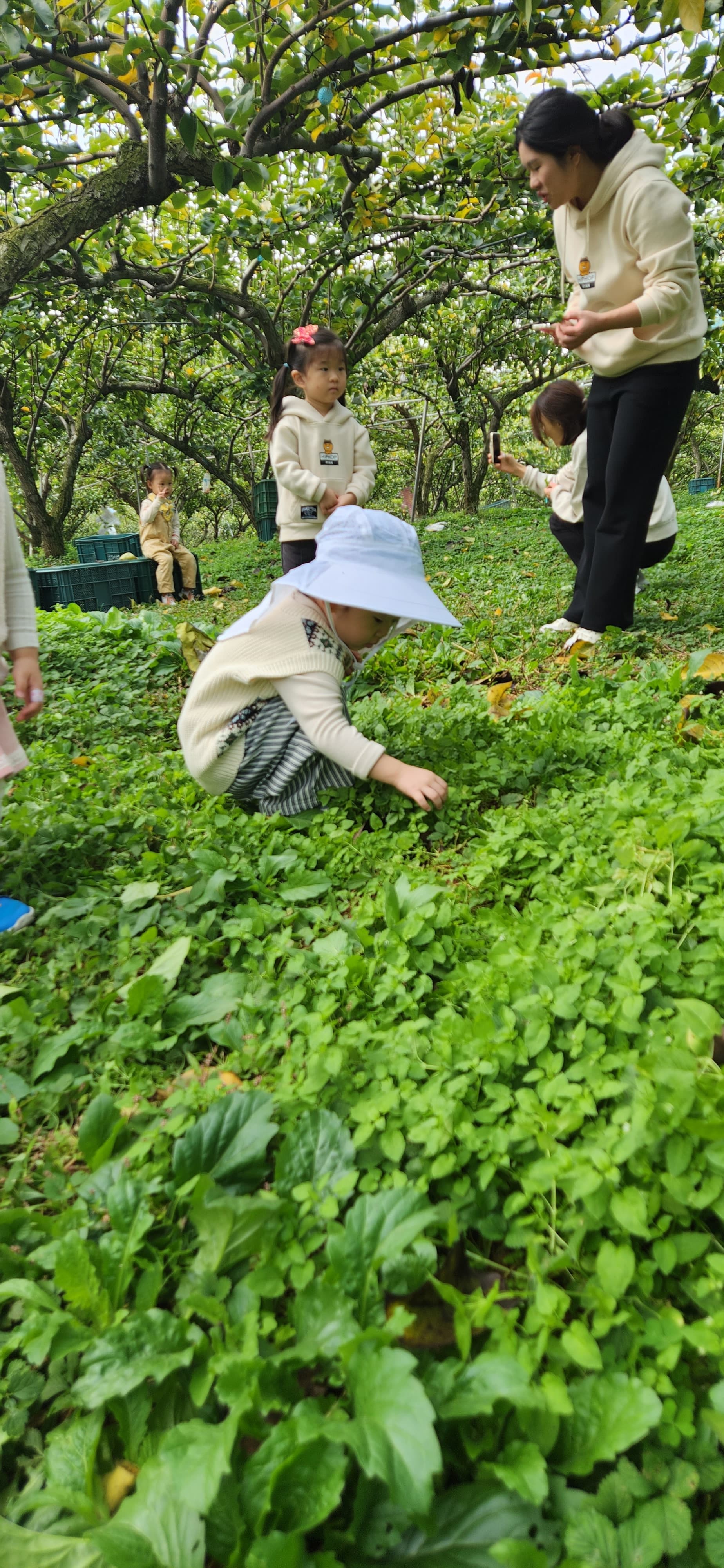 배 따기 체험 이미지 9